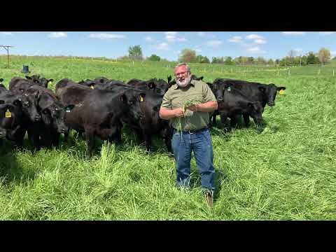 BEEF MINUTES 24: Annual Rye Grass