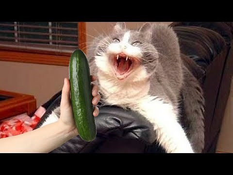 Cats Vs Cucumbers Compilation