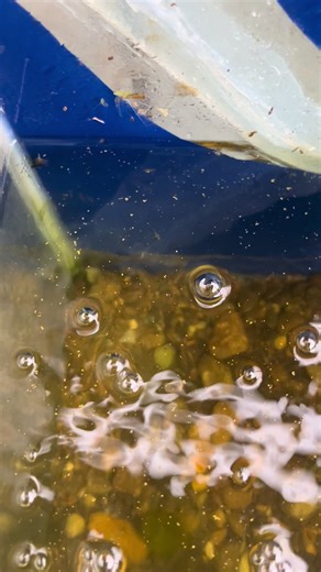 Nag drop na din sa wakas yellow koi glass belly sh