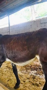 Funniest Donkey Ever! Donkey Training the fun way! #reel | Animals -Offlcial