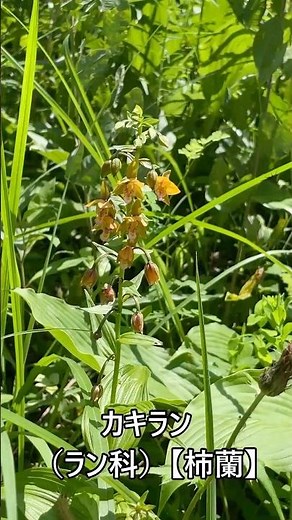カキラン （ラン科） 【柿蘭】 #山野草 #初夏の花 #野山の花 #里山 #野生蘭 #植物図鑑 【山川草木図譜】