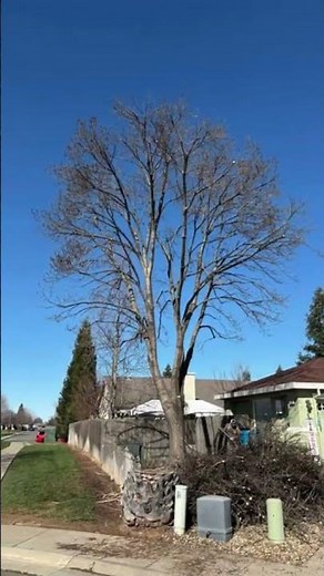 🌳 Transform your outdoor space with JCC Tree Service INC!