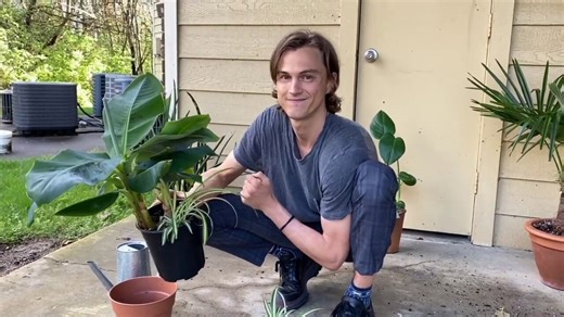 Spider plant (Chlorophytum) propagation video