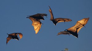 Bat study reveals how the brain is wired for collective behavior - Berkeley News