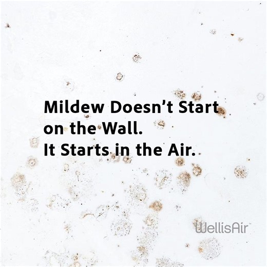 Mildew Doesn’t Wait for You to See It. It Spreads While You Sleep. Protect your family and pets with WellisAir - neutralizes 99.9% of harmful mold mycotoxins, smoke and VOCs. Enter Promo Code MILDEW150 for $150 OFF your WellisAir unit at WellisAir.com. (Limited time offer.) | Wellis Air