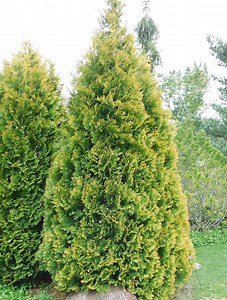 Árbol de cedro blanco del norte
