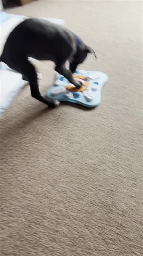 Engaging Puzzle Activities for Your Whippet Dog