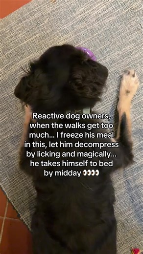Effective Techniques for Managing Reactive Dogs