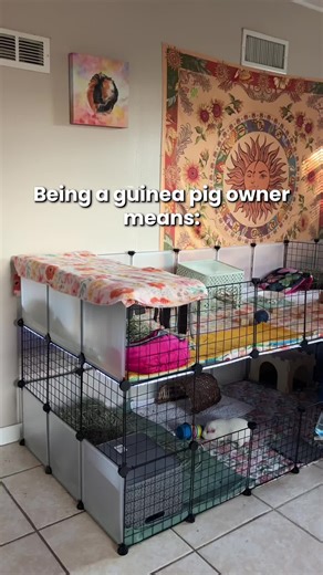 Guinea Pig Owner's Guide to Cage Cleaning