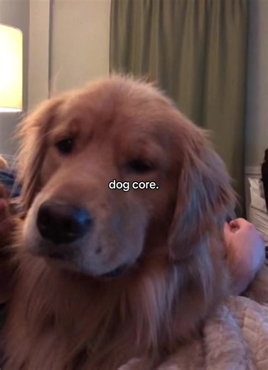 Dog Core: Celebrating Our Furry Friends