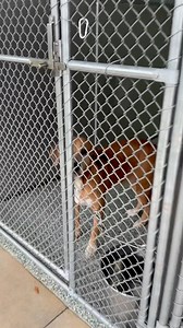 149K views · 2.4K reactions | Our Shelter Is Full And Our Hearts Are...