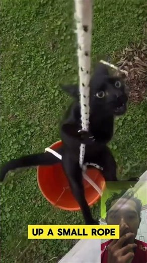 Cats with Hidden Ninja Skills!#NinjaCats #FunnyPets #CatSkills #CuteAnimals #AmazingCat #ViralShorts