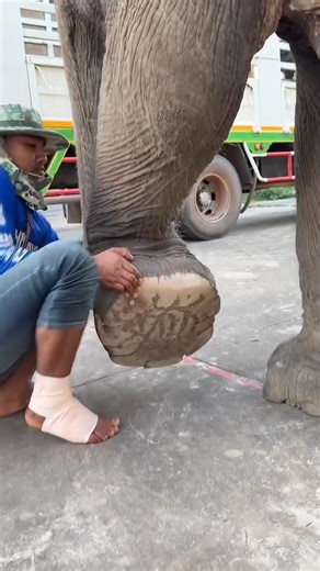 Elephant Foot Care