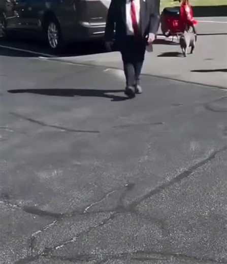 Cat Diggity Dog Salon on Reels