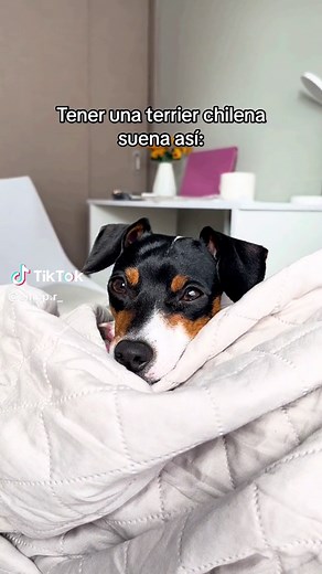 Criadero Fox Terrier Chileno - Historia, Características y Cuidados