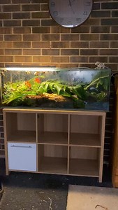 2.3K views | Snails aren’t the bad guys.. Don’t get me wrong, I...