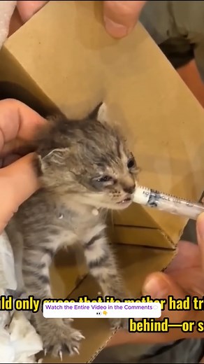 1.8K views · 44 reactions | Tiny Stray Kitten—Drenched, Alone, and Crying for Help… Until They Came | Baby Cat | Facebook