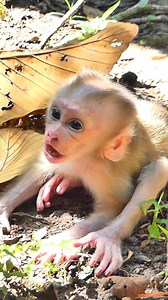 34K views · 970 reactions | Real screaming loud with tear baby Lynx | Lily BB Monkey | Facebook