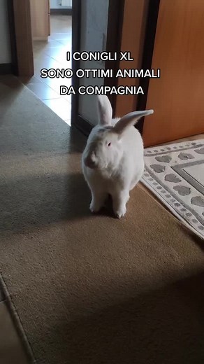 XL Extra Love Bunny Rabbit Video