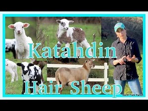 KATAHDIN HAIR SHEEP_LAMBING #lambing #sheep #katahdin #farming