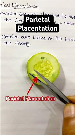 What is Placentation or Parietal Placentation#botany#bscbiology#biologypractical#science#cucumber