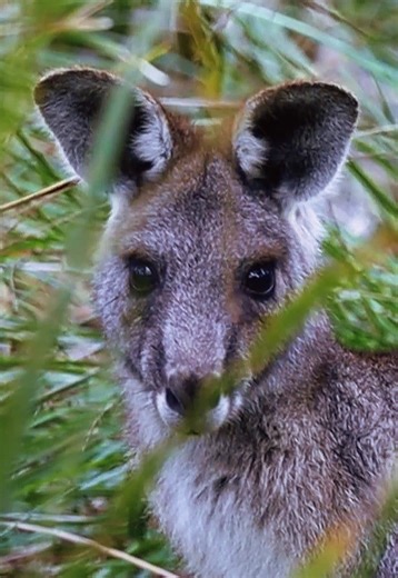 Walking through an Australian park #wildlife #wildlifevideos #wildlifetok #birdsoftiktok #macropod