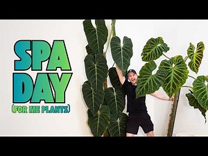 Plant Care Day - Massive chops, styling, cleaning etc.