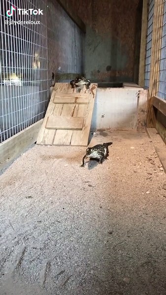 Young Cuban Crocodiles. Watch that galloping they do. Very quick crocs but cute.🥺😍 #Crocodile #fyp