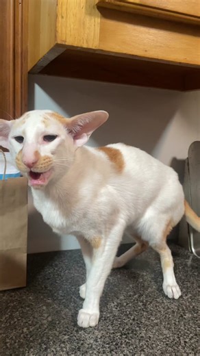 Winston Honking Cat Compilation