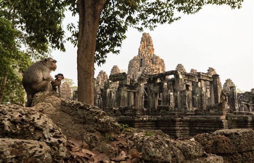 Thanks Influencers! Monkeys Are Attacking Tourists at Angkor Wat