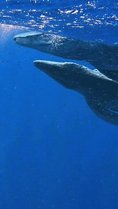 Tylosaurus was one of the largest marine predators of the Late Cretaceous, reaching lengths of up to 14 meters (46 ft). It belonged to the mosasaurs, a group of marine reptiles that dominated ancient oceans. Unlike sharks, Tylosaurus was an air-breathing reptile with a powerful tail, paddle-like limbs, and a distinctive reinforced snout used to ram prey. Fossils show it fed on fish, sharks, seabirds, and even other marine reptiles. Tylosaurus disappeared around 66 million years ago during the ma