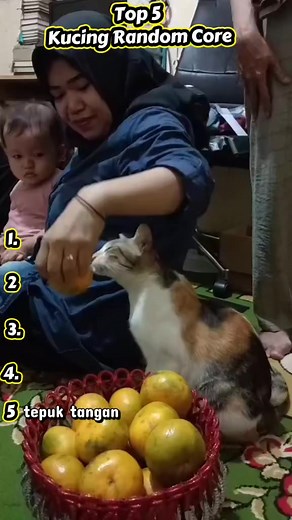 Top 5 Kucing Random Core — Kompilasi Lucu Kucing Indonesia