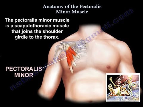 Anatomy Of The Pectoralis Minor Muscle - Everything You Need To Know - Dr. Nabil Ebraheim
