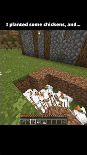 I planted chickens like seeds 🐔🌱And somehow made a CHICKEN #minecraft#minecraftreels#minecraftshorts