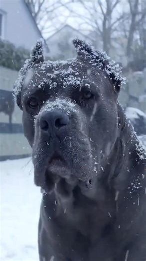 Guard Dog vs Cute Dog Breeds #shorts #dogs #canecorso
