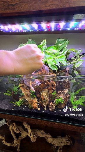 Setting Up a Betta Fish Tank: Essentials and Tips