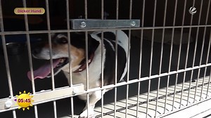 213K views · 355 reactions | Die Pfunde müssen bei diesem Hund definitiv purzeln! Der Terrier wiegt knappe 20 Kilogramm und das, obwohl vergleichbare Hunde seiner Rasse 10 Kilo weniger auf die Waage bringen. Warum das gefährlich werden kann und wie er nun abspecken soll, seht ihr im Video. #ffs #AusderSendung #clip | SAT.1 Frühstücksfernsehen | Facebook