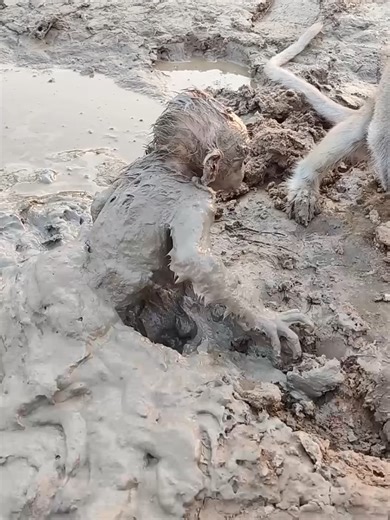 Baby Monkey Enjoys a Relaxing Mud Bath
