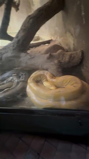 Yellow python and reticulate python