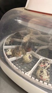 23 reactions | Our very first baby quail hatching!  | The Monkey Farm | Facebook