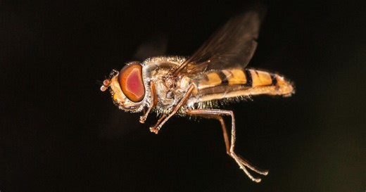 Hoverfly vision circuits radically boost long-distance drone detection