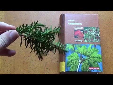 Bäume bestimmen und erkennen