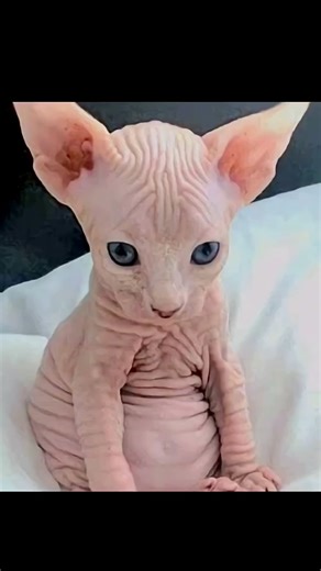 Animals Without Hairs 😮😱 #shorts​ #facts​ #amazingfacts​