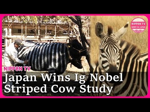 Japanese Researchers Win Ig Nobel for Striped Cow Study