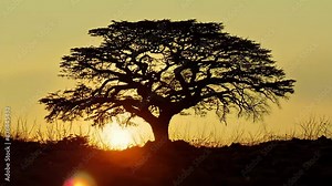 Growth journey from sprout to tree, evolution and progress concept, 4k video