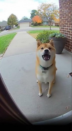 LET ME IN HOOMAN! - This Shiba, probably. 😂
