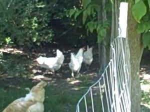 Raising White Leghorn Chickens http://www.thebackyardchickencoop.com