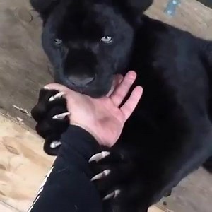 He's teething and loves hands....o.O | Slice Of Science