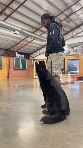 At Protection Dog Sales, our dogs aren’t just to protect you —they’re trained to be well-mannered, obedient members of your household. They learn fun tricks, useful tasks, and reliable behaviors that make them a joy to live with. Come see what we’re all about. Experience the Protection Dog Sales difference. 🎥FEATURING: @granby_von_prufenpuden www.protectiondogsales.com #germanshepherd #germanshepherdsofinstagram #germanshepherds #protection #protectiondogs | David Harris