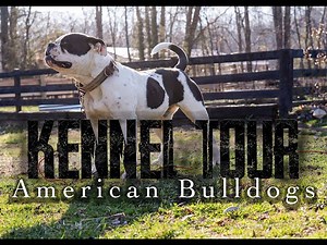 Inside look at Bretton's American BULLDOGS! (KENNEL TOUR)